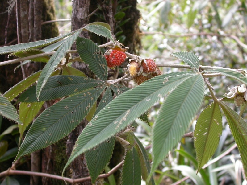 Rubus lineatus photo 3
