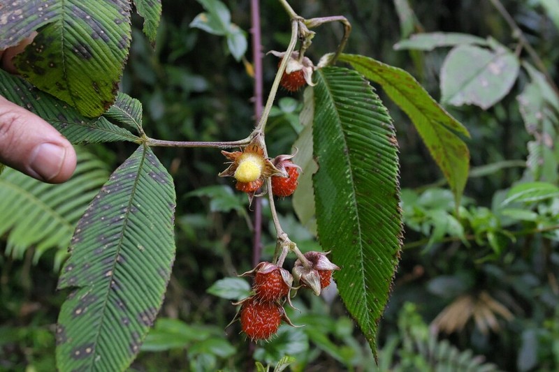 Rubus lineatus photo 4