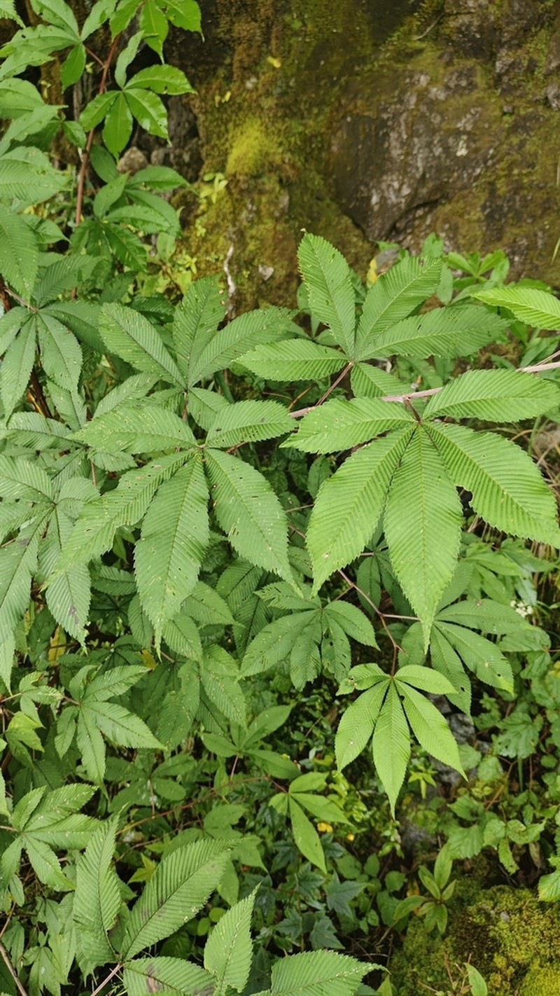 Rubus lineatus photo 6