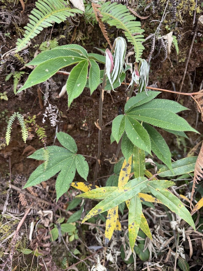 Rubus lineatus photo 7