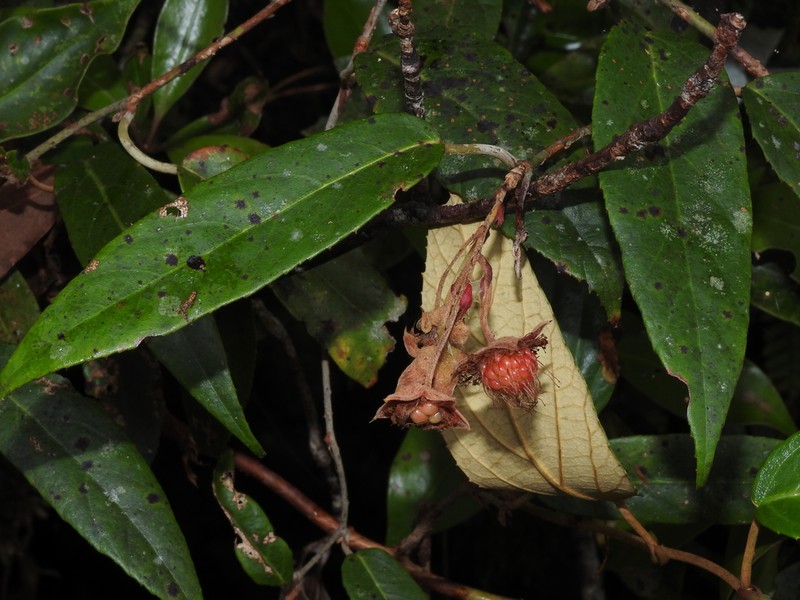 Rubus liui