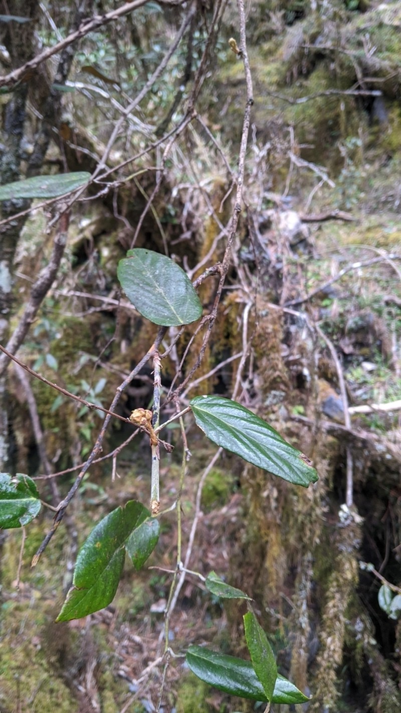 Rubus liui photo 2
