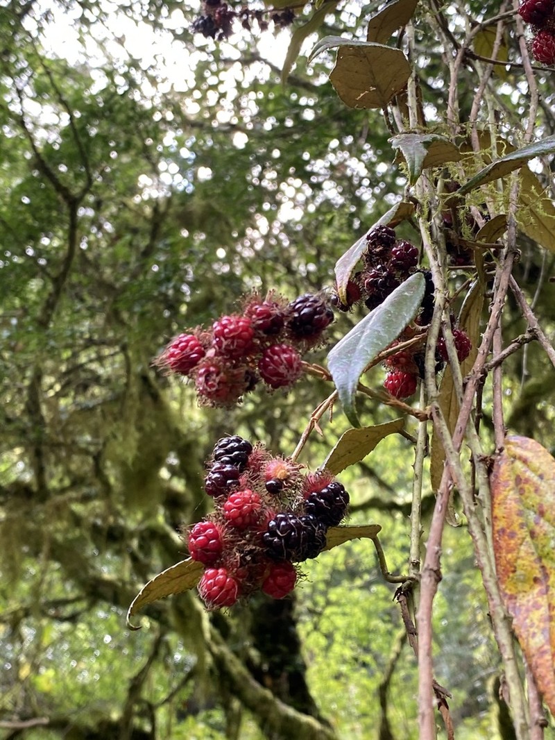 Rubus liui photo 3