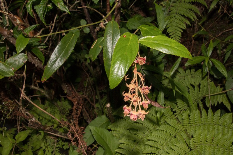 Rubus liui photo 4