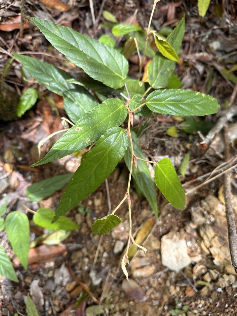 Rubus liui photo 5