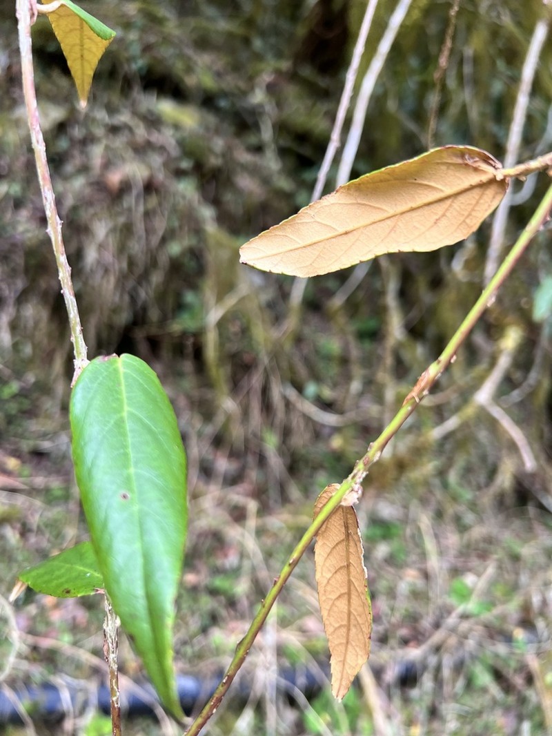 Rubus liui photo 6