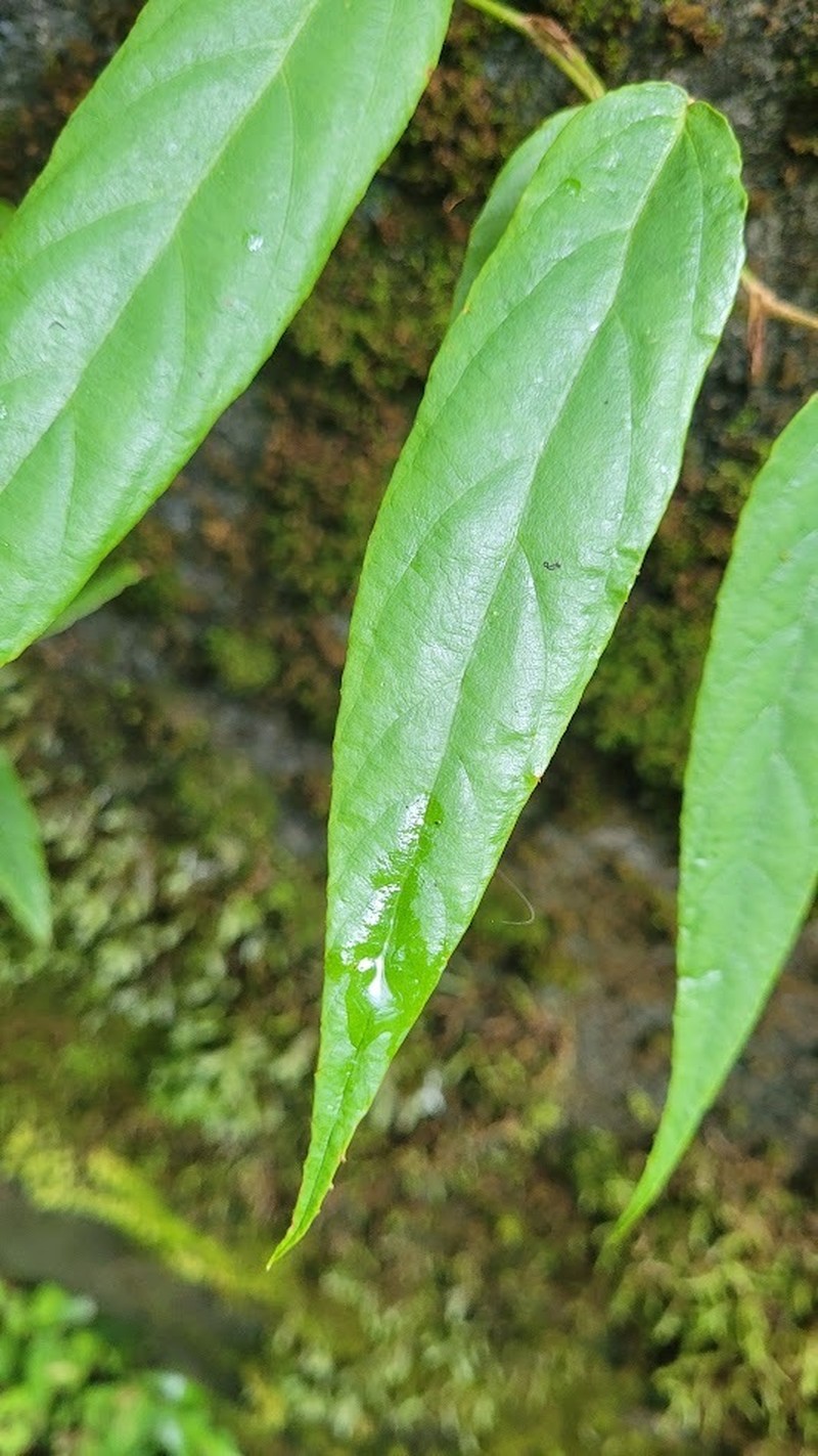 Rubus liui photo 7