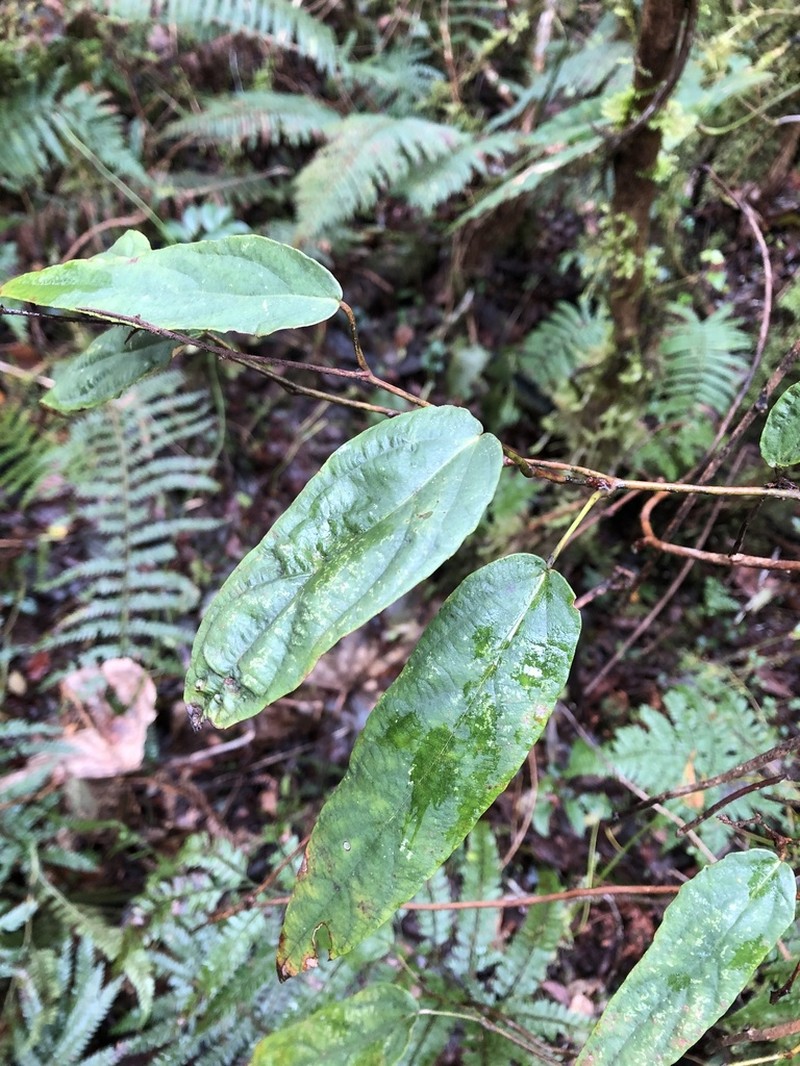 Rubus liui photo 8