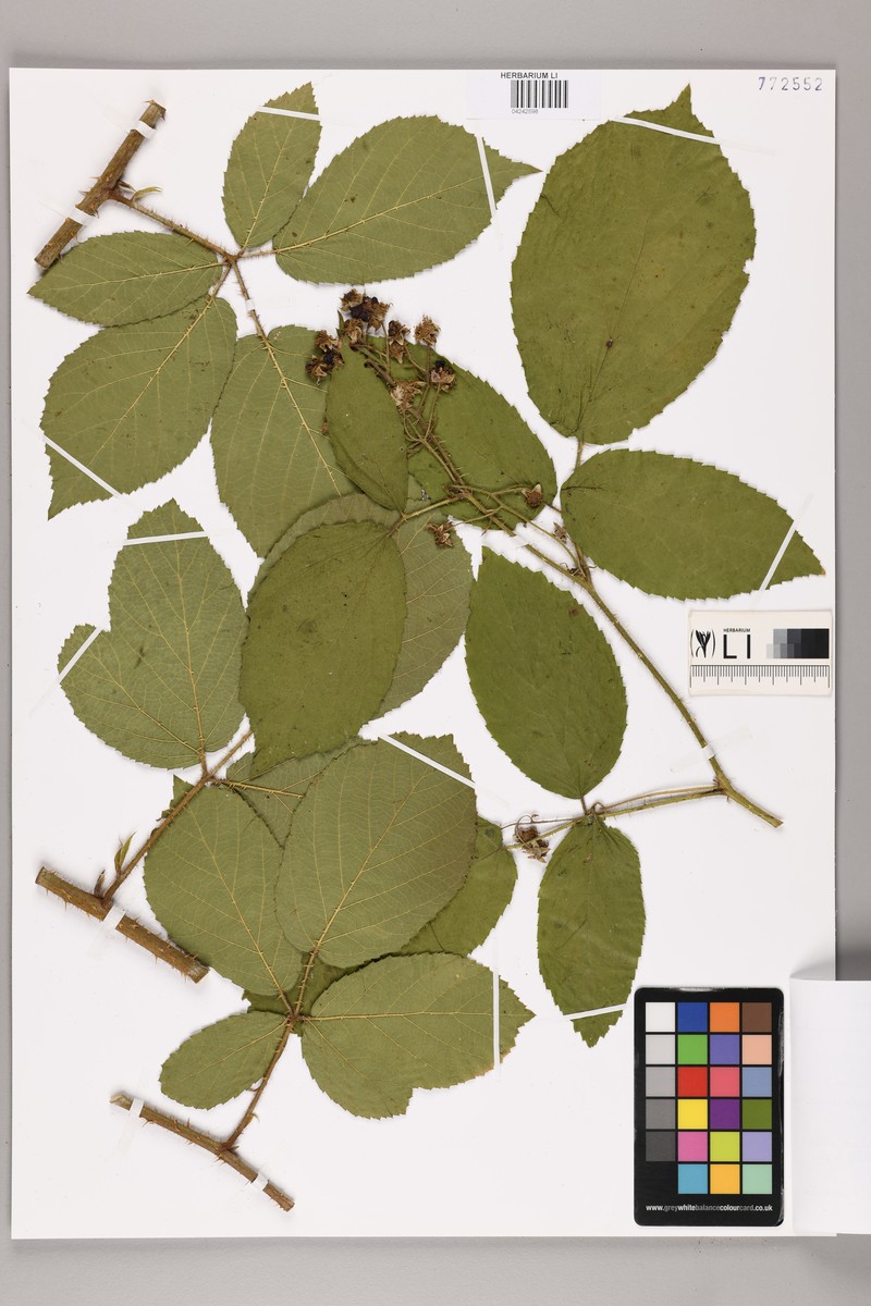 Rubus lividus