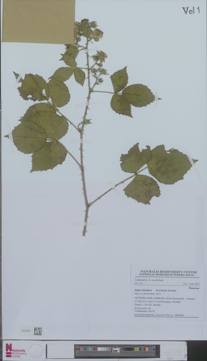 Rubus lobatidens