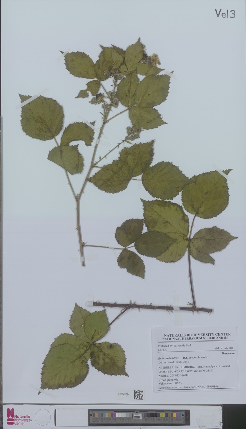 Rubus lobatidens photo 2