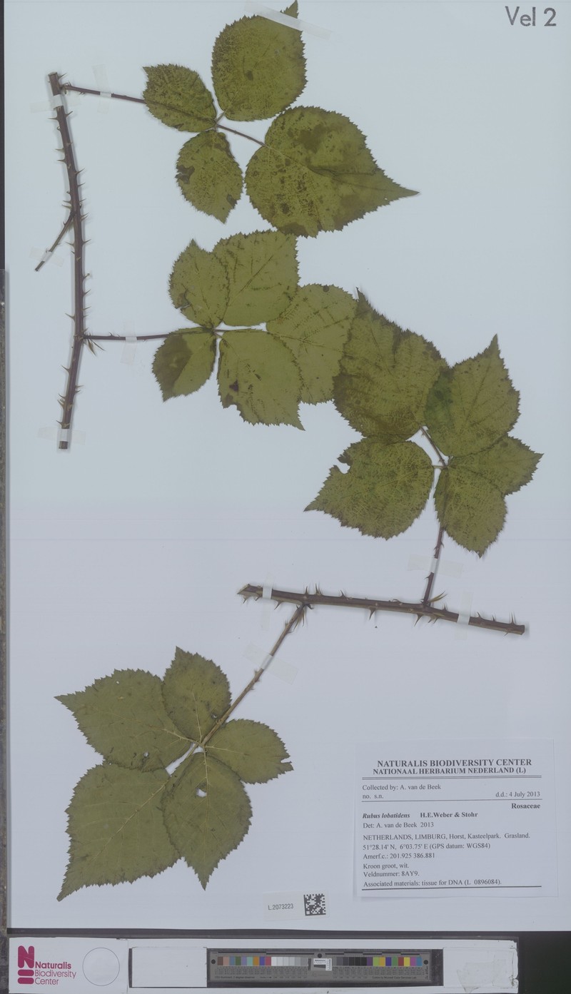 Rubus lobatidens photo 3
