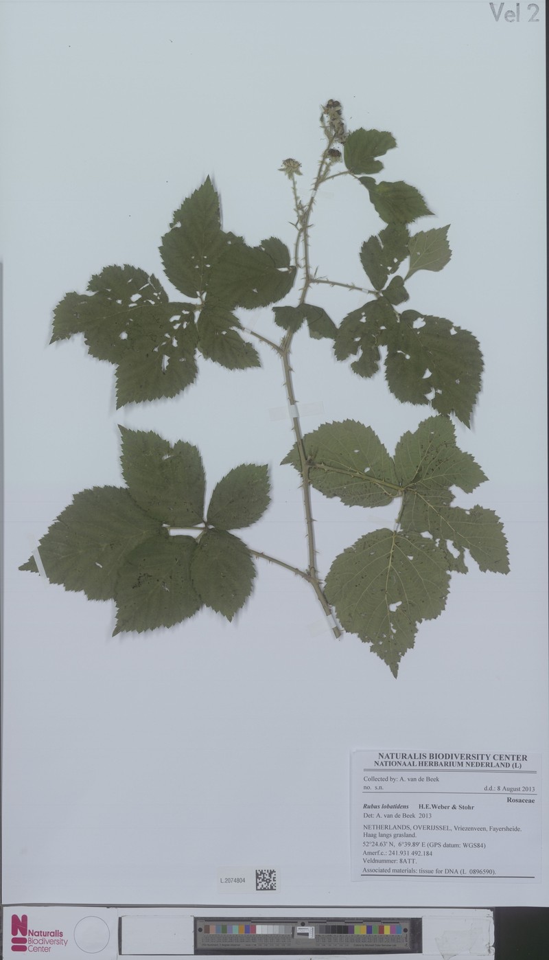 Rubus lobatidens photo 4