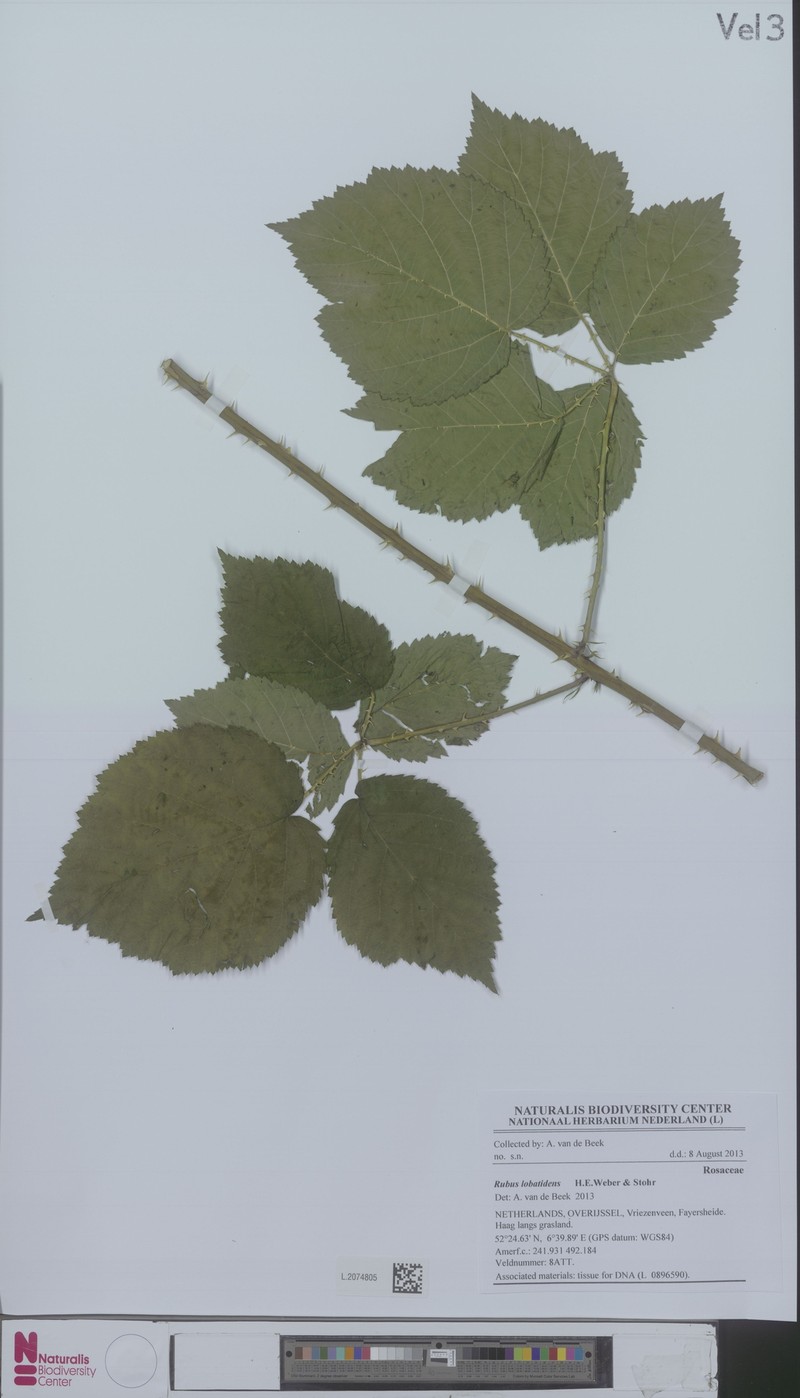 Rubus lobatidens photo 5