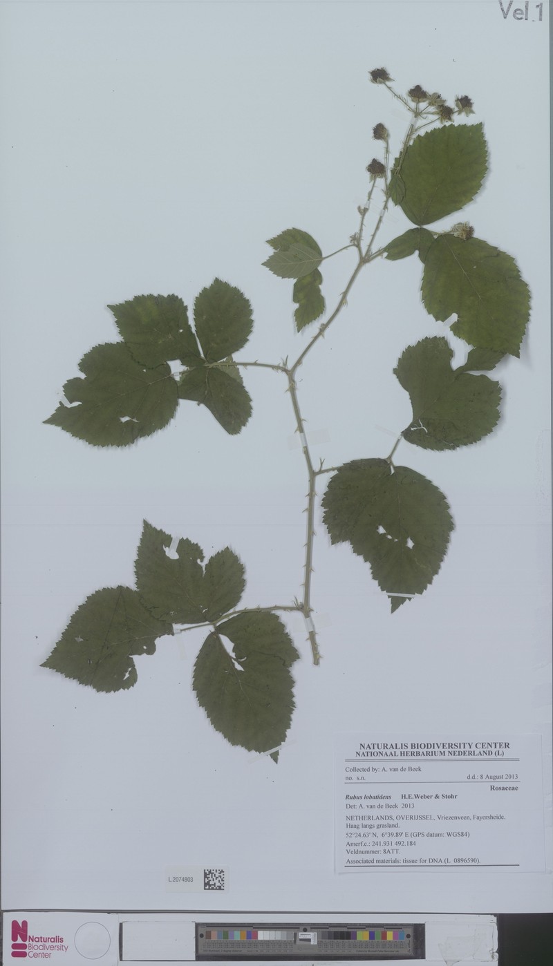 Rubus lobatidens photo 6