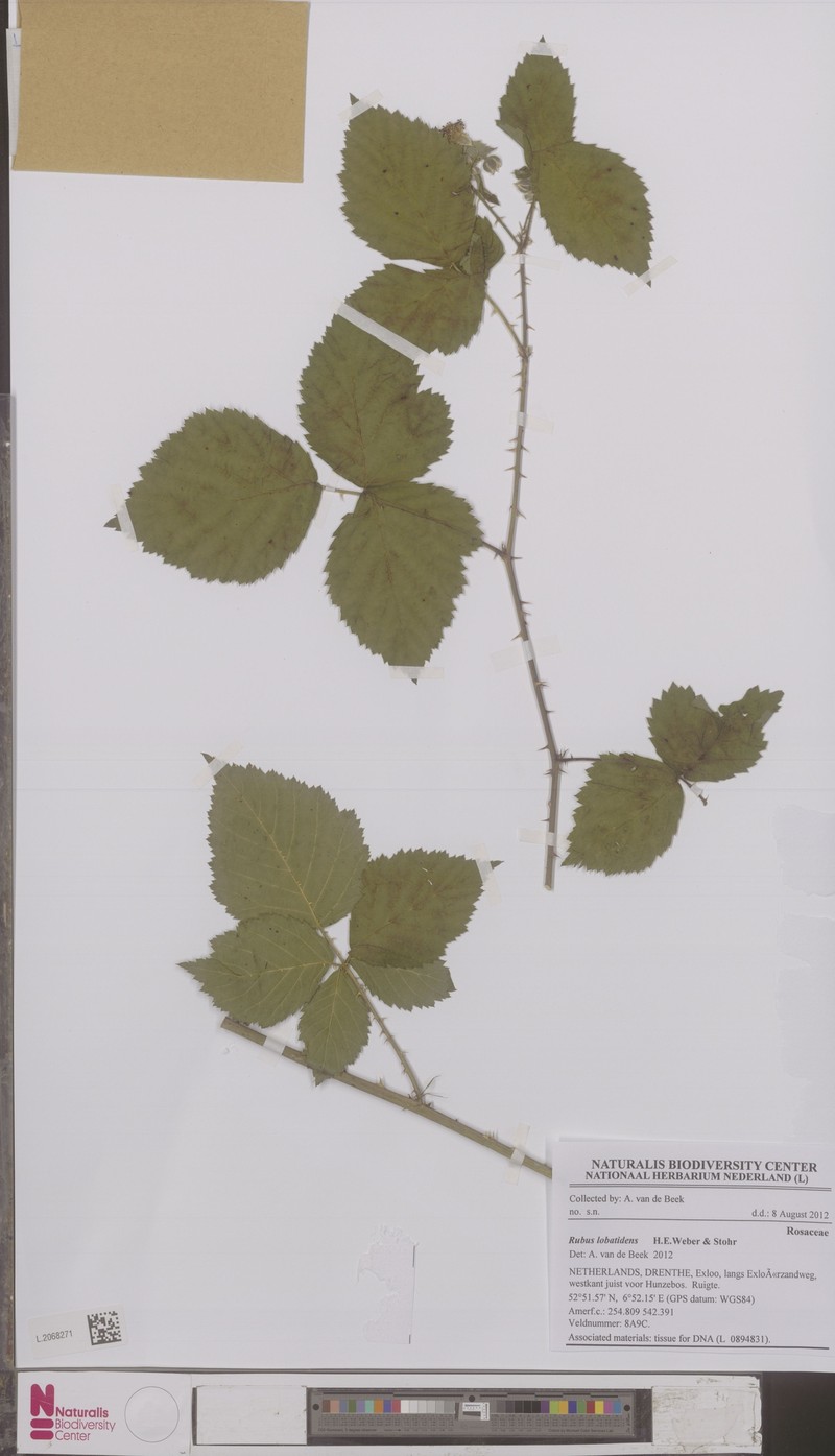 Rubus lobatidens photo 7