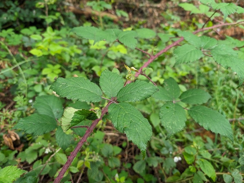 Rubus loehrii
