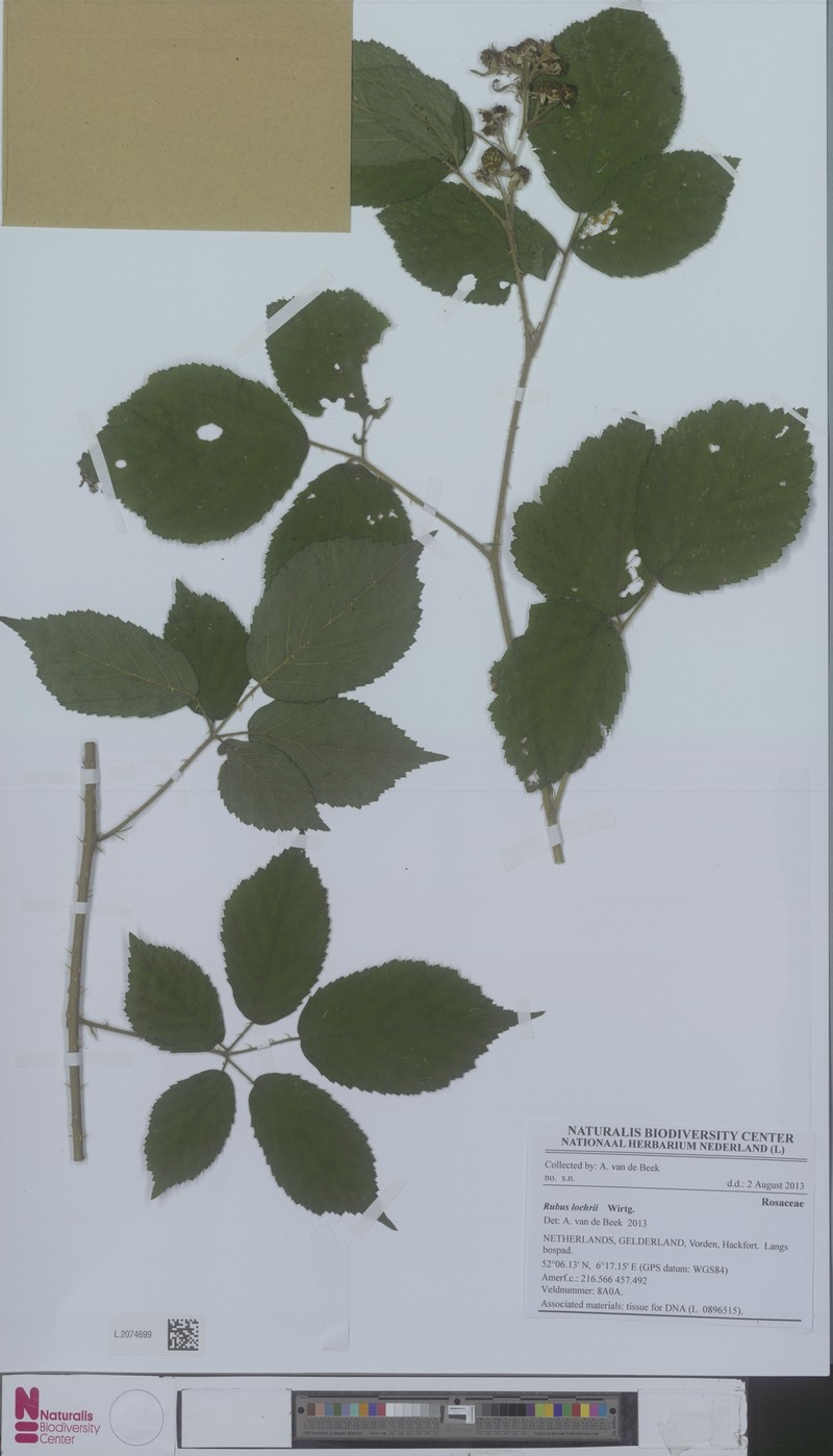 Rubus loehrii photo 2