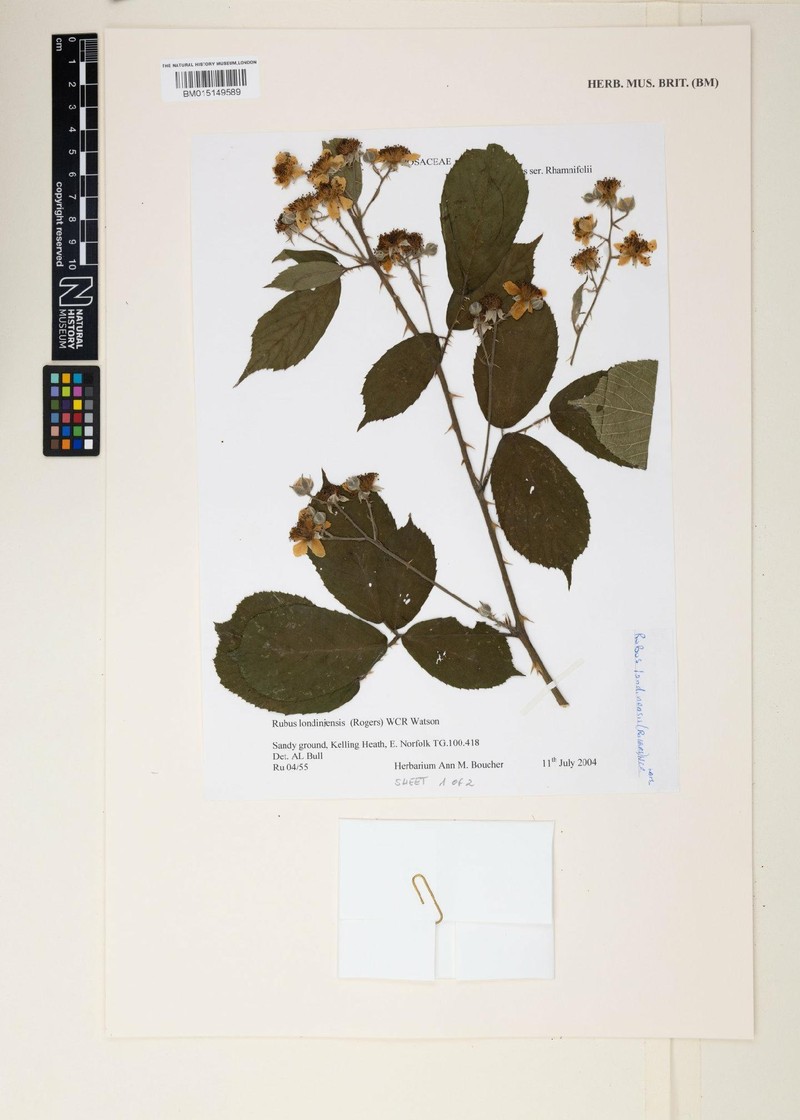 Rubus londinensis