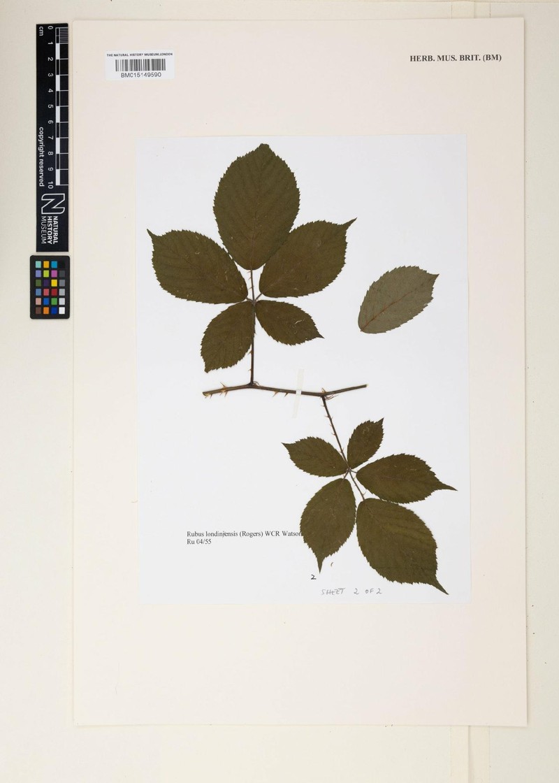 Rubus londinensis photo 2