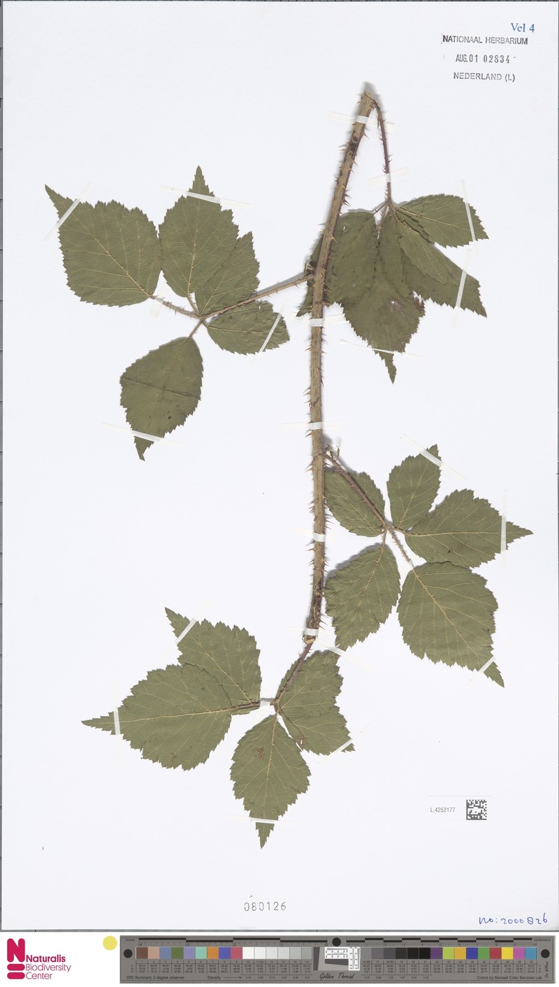 Rubus londinensis photo 3