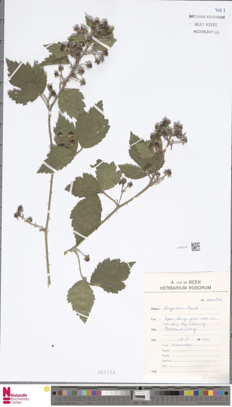 Rubus londinensis photo 4