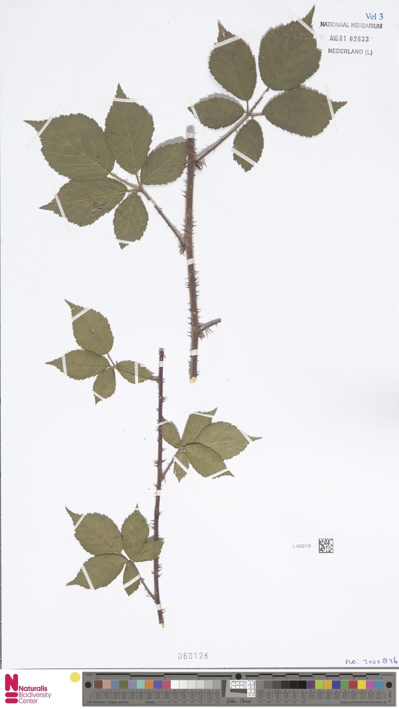 Rubus londinensis photo 5
