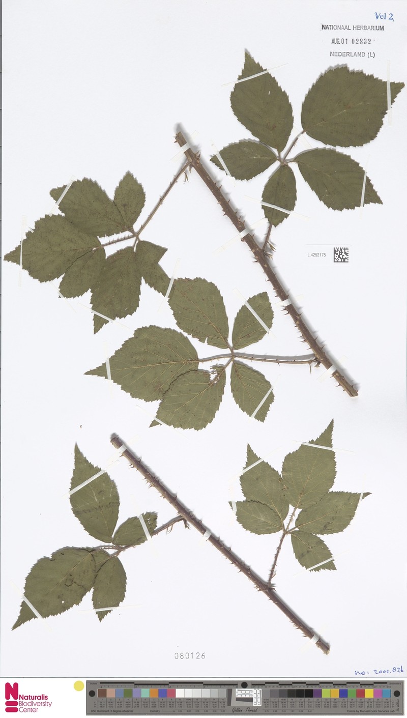 Rubus londinensis photo 6
