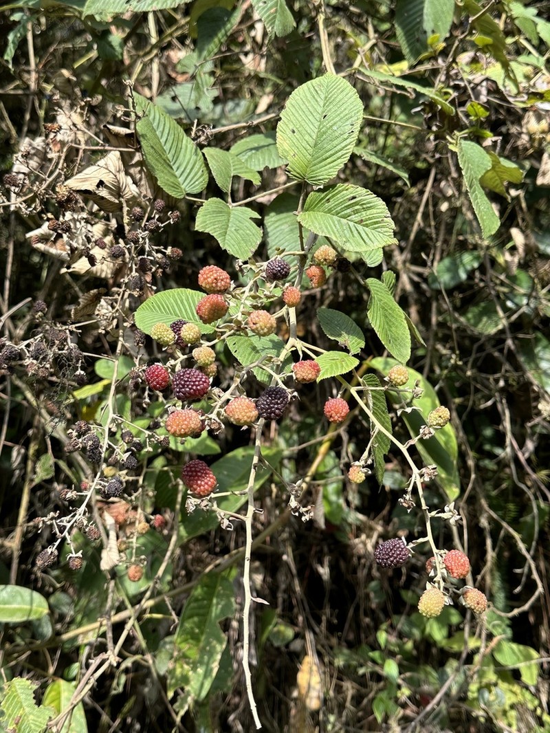 Rubus longistipularis