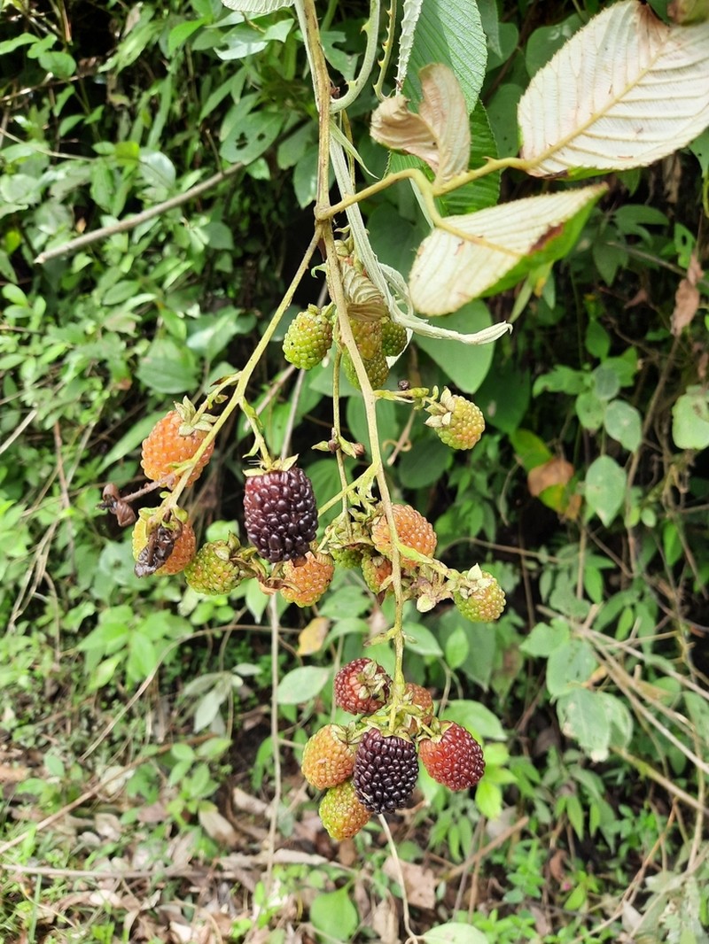 Rubus longistipularis photo 2