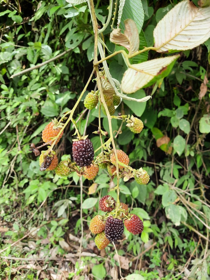 Rubus longistipularis photo 3