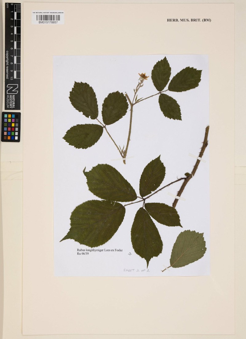 Rubus longithyrsiger