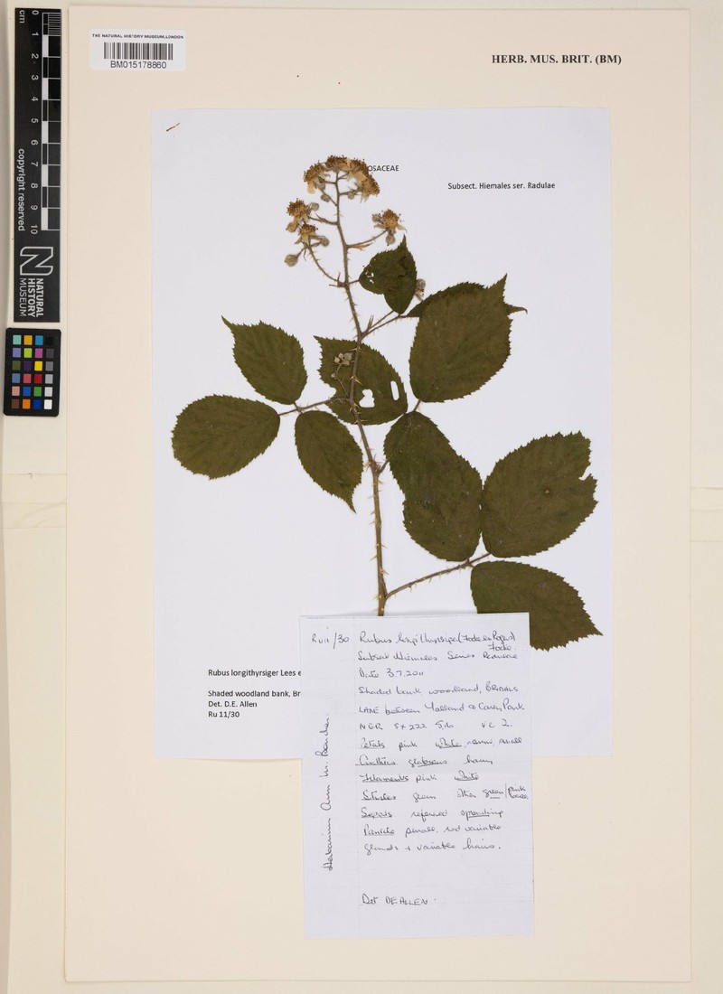 Rubus longithyrsiger photo 2