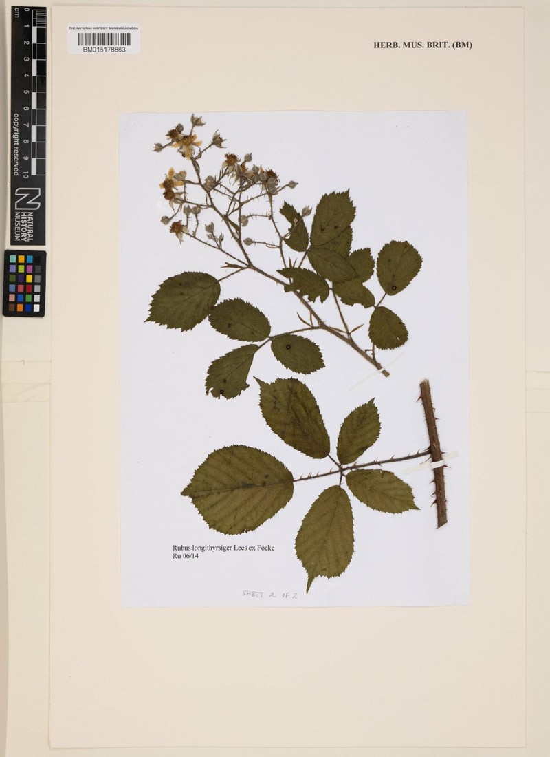 Rubus longithyrsiger photo 3