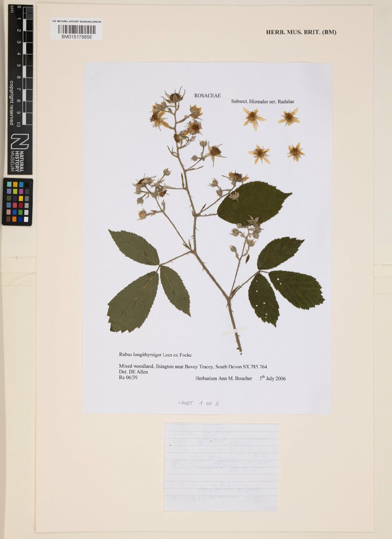 Rubus longithyrsiger photo 4