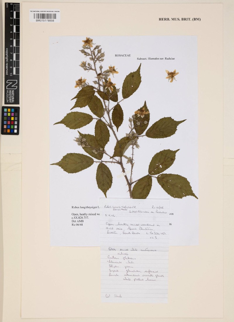Rubus longithyrsiger photo 5