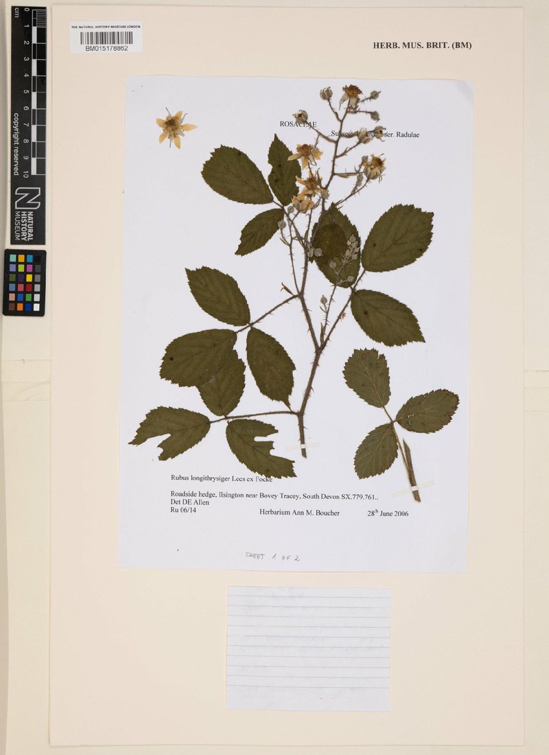 Rubus longithyrsiger photo 6