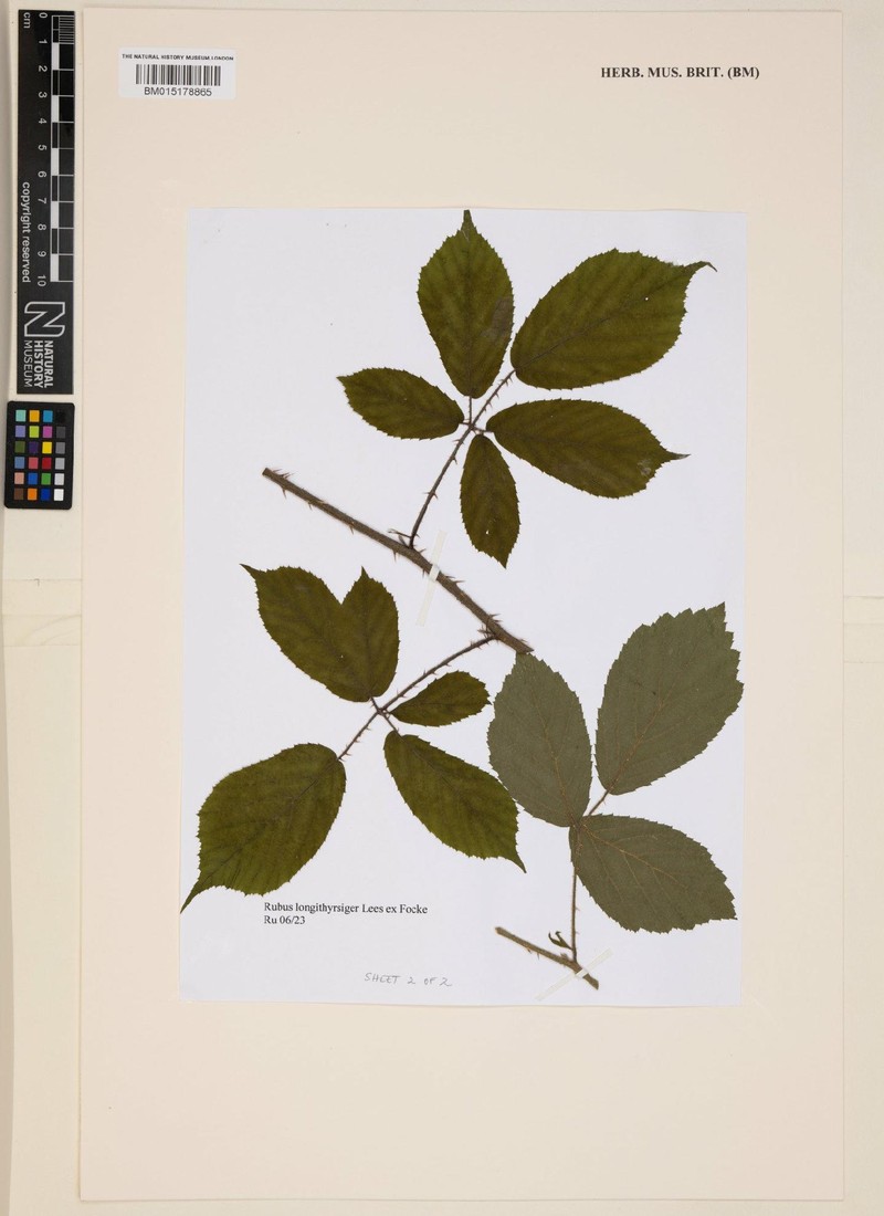Rubus longithyrsiger photo 7