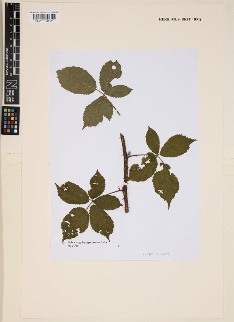 Rubus longithyrsiger photo 8
