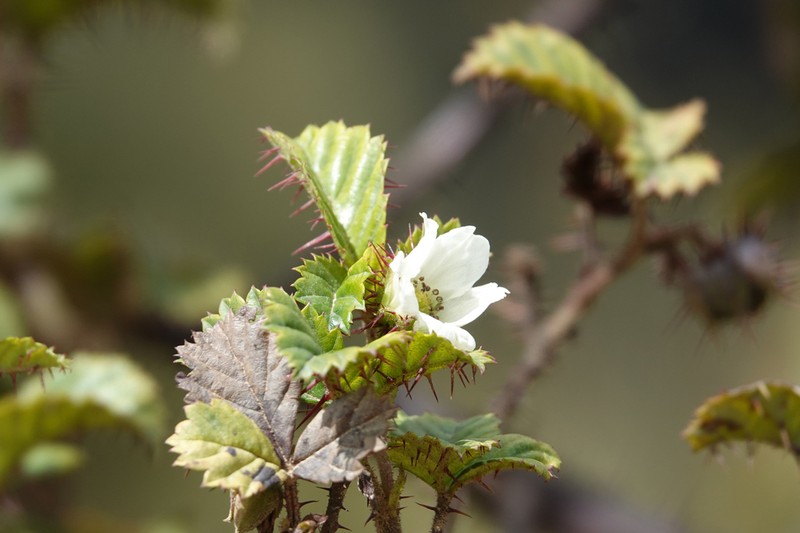 Rubus lorentzianus