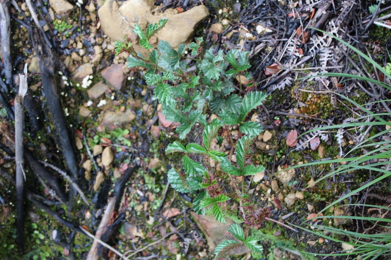 Rubus lorentzianus photo 2