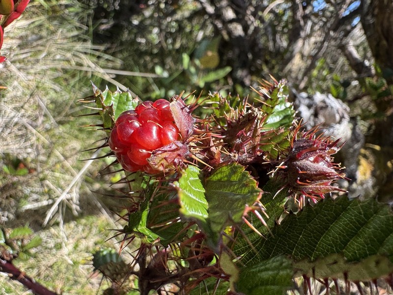 Rubus lorentzianus photo 3