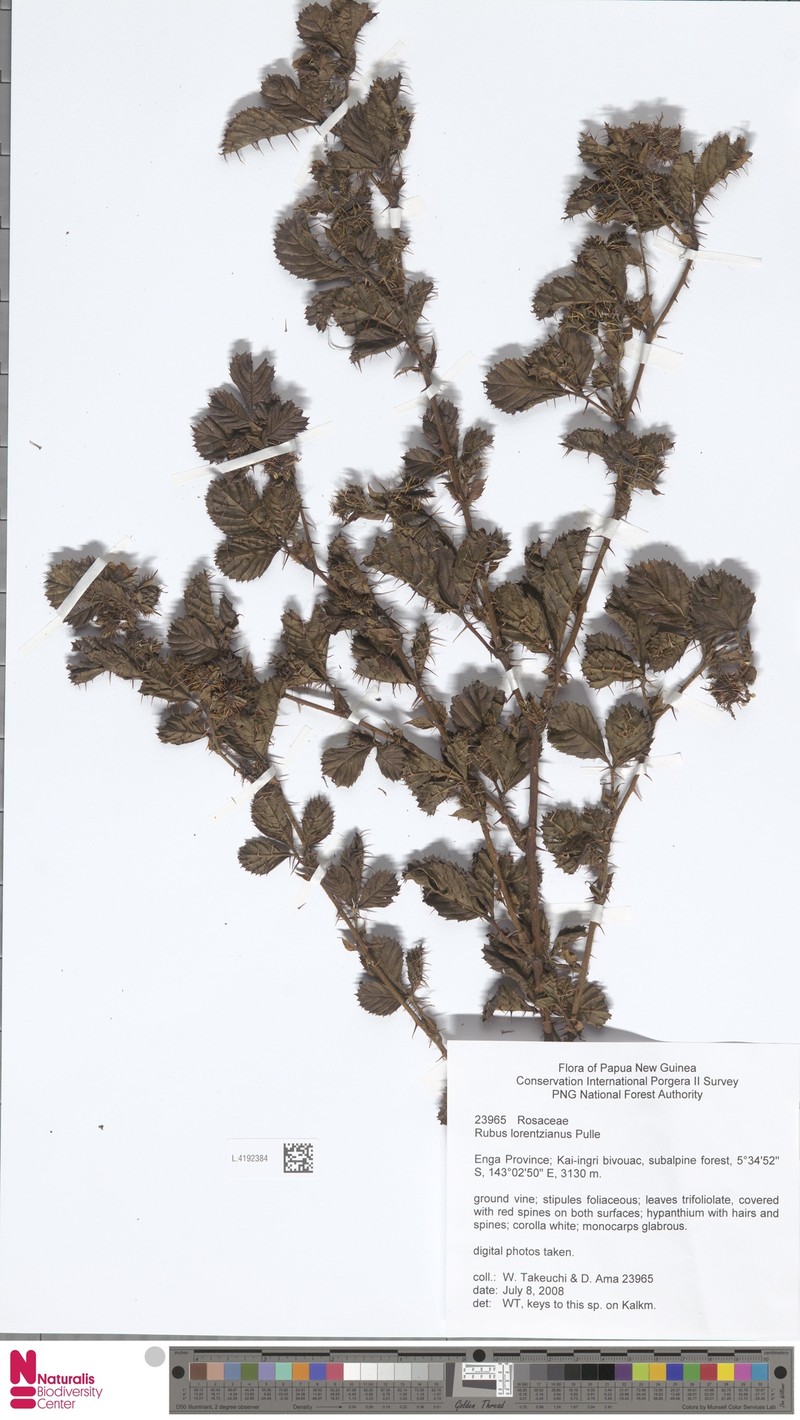 Rubus lorentzianus photo 4