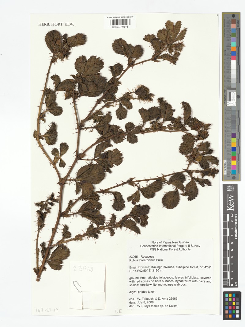 Rubus lorentzianus photo 5