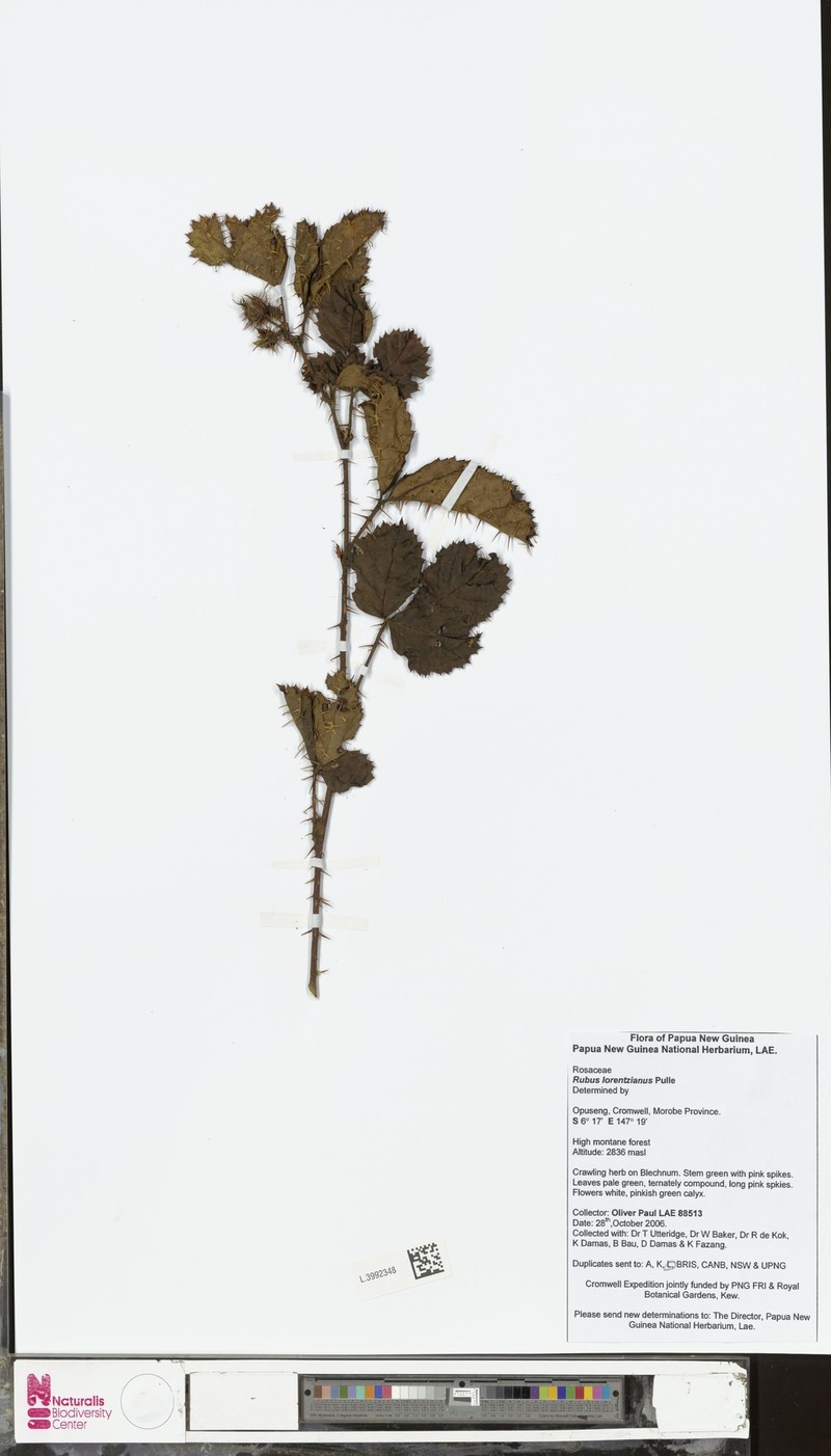 Rubus lorentzianus photo 6