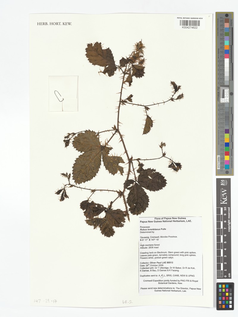 Rubus lorentzianus photo 7