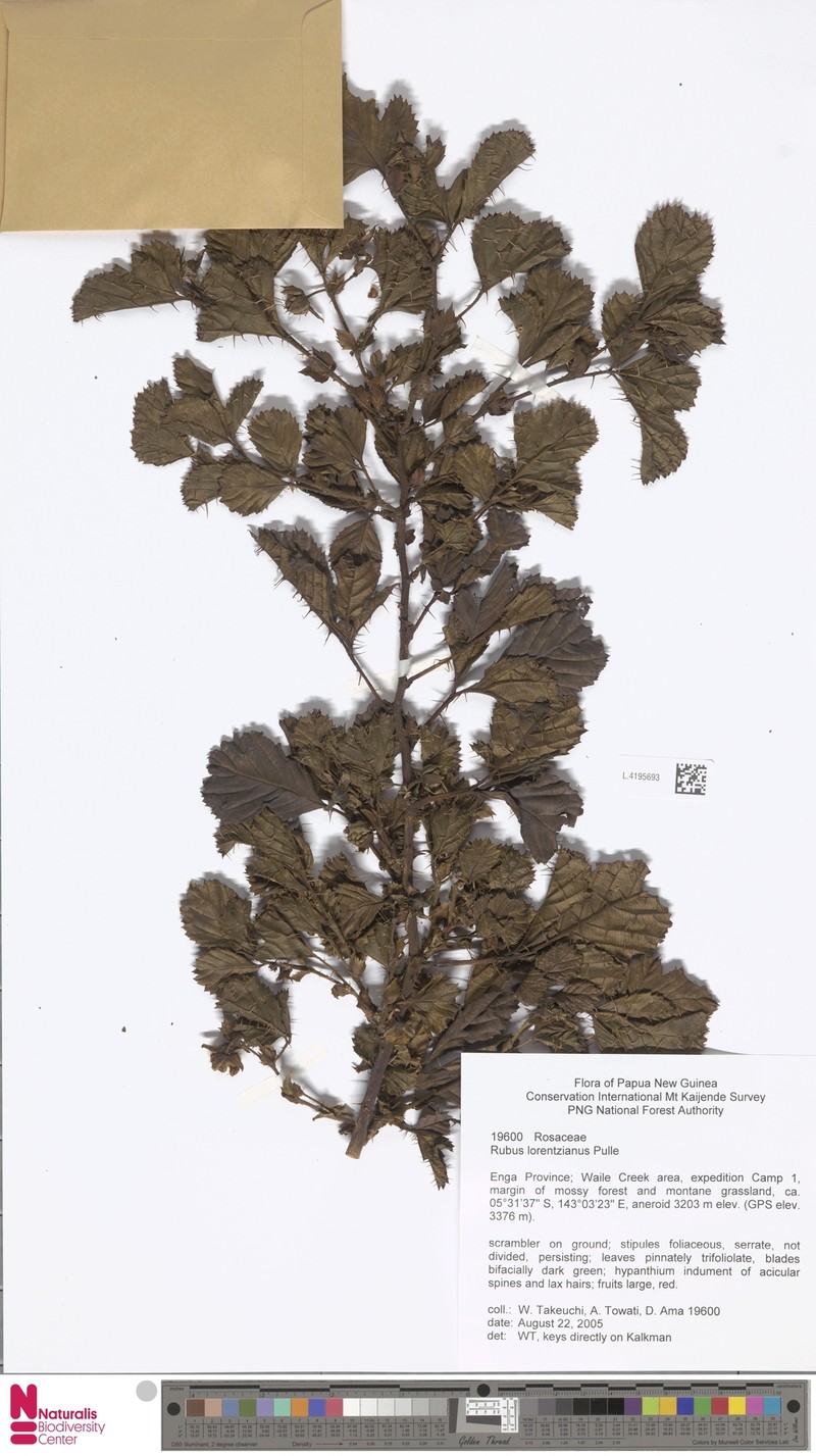 Rubus lorentzianus photo 8
