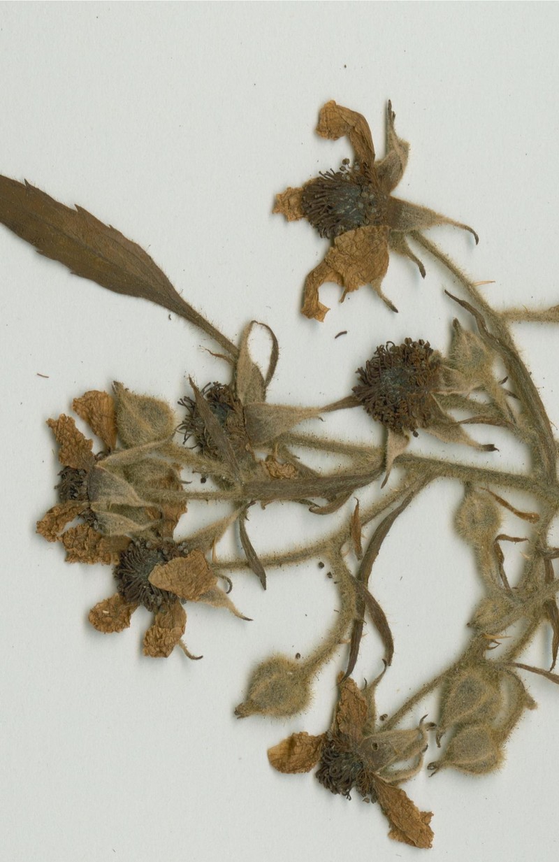 Rubus louettensis
