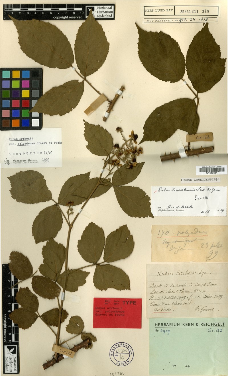 Rubus louettensis photo 2