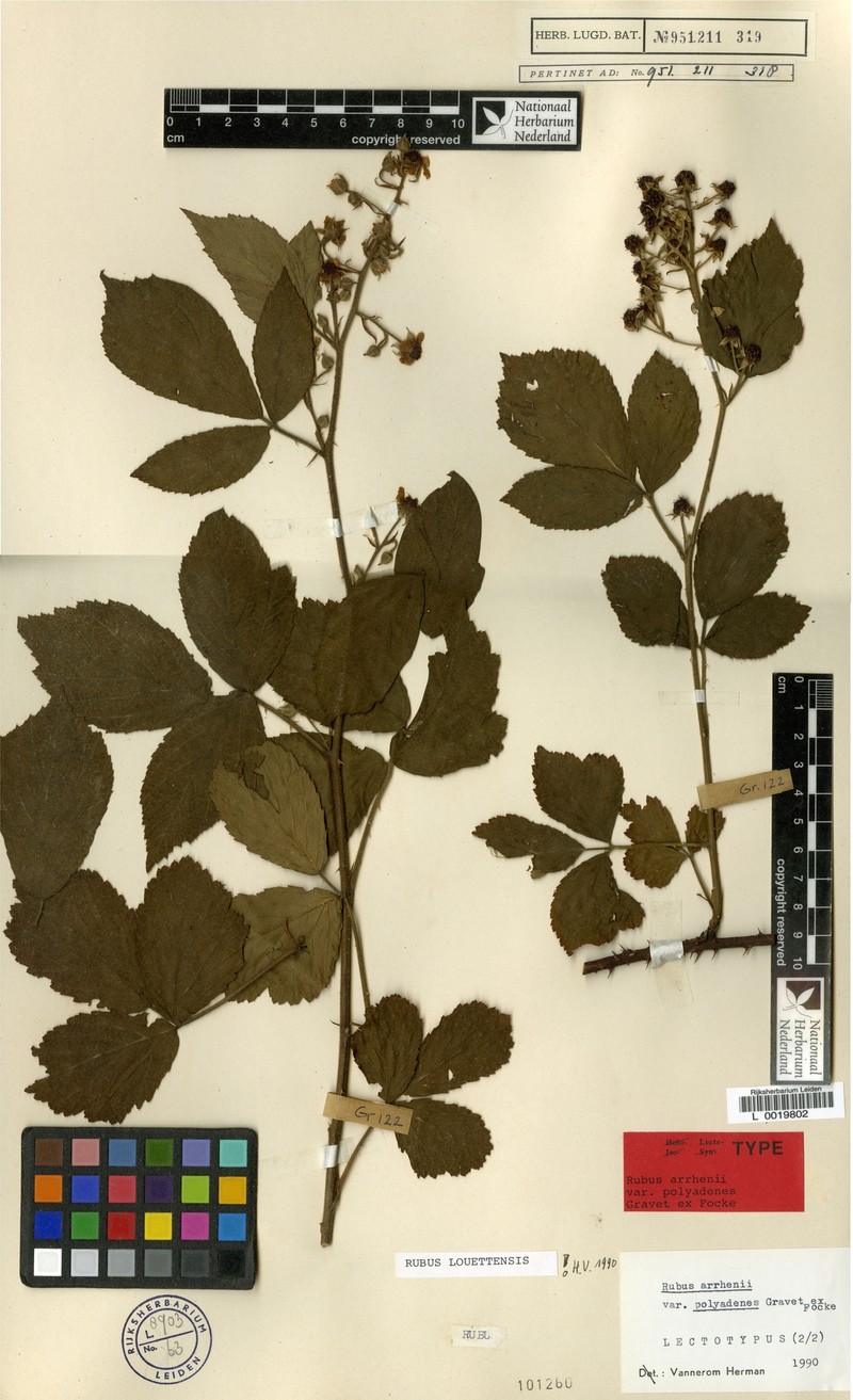 Rubus louettensis photo 3